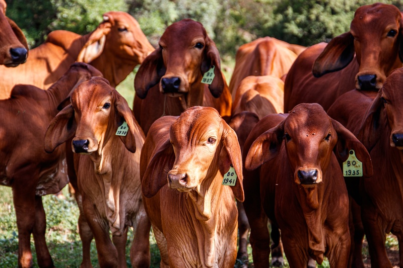 ARTIGO ][ Exportações brasileiras de carne no primeiro bimestre de 2026: aceleração tática e a persistência dos gargalos nas cadeias globais